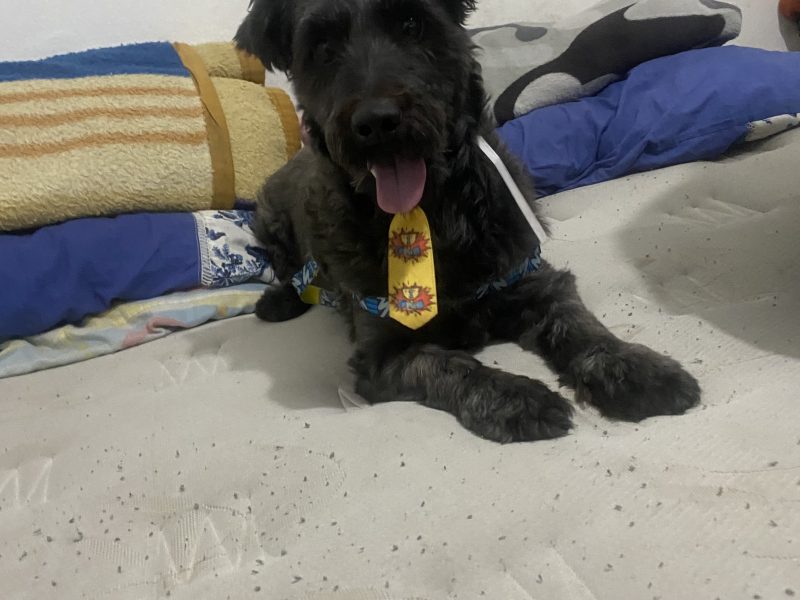 Fred (Adoção Urgente)