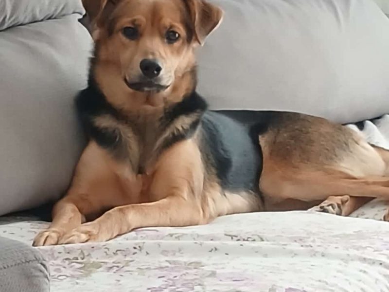 Nina (Adoção Urgente)