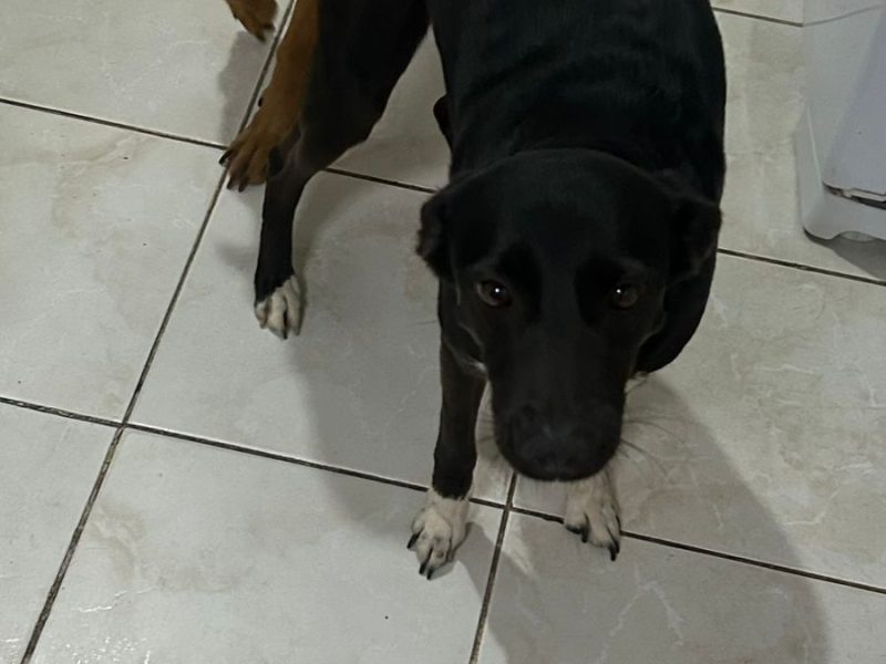 2 Cães (Adoção Urgente)