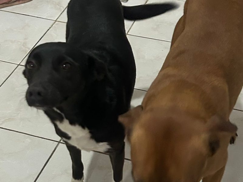 2 Cães (Adoção Urgente)