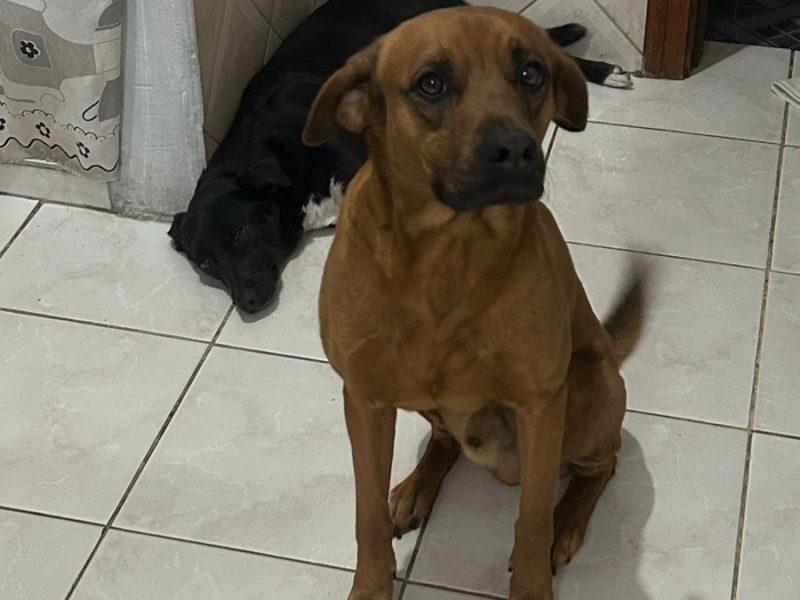 2 Cães (Adoção Urgente)