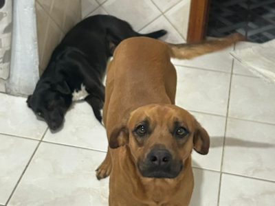 2 Cães (Adoção Urgente)