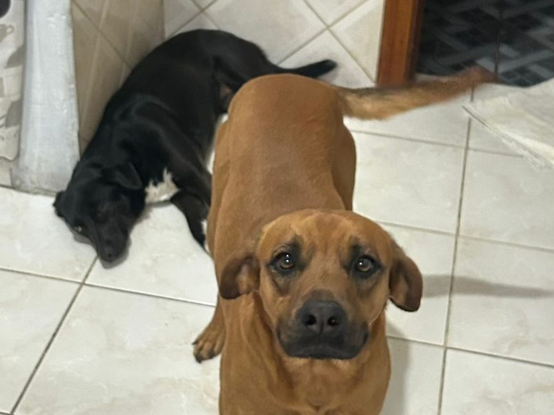 2 Cães (Adoção Urgente)