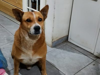 Porte M/P (Adoção Urgente)