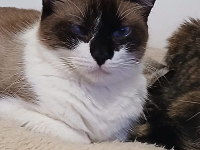 7 Gatos (Adoção Urgente)