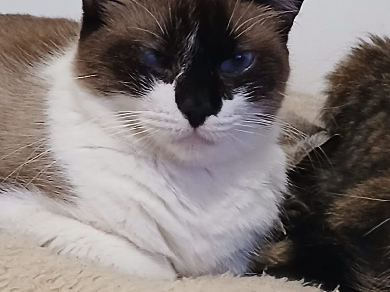 7 Gatos (Adoção Urgente)