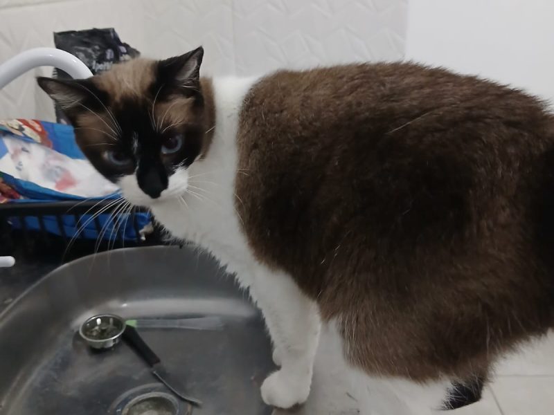 7 Gatos (Adoção Urgente)
