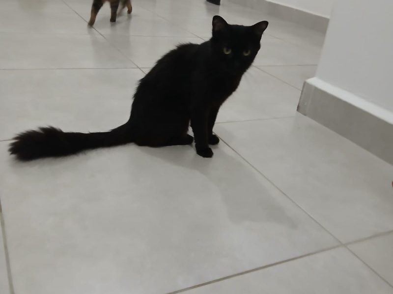 7 Gatos (Adoção Urgente)
