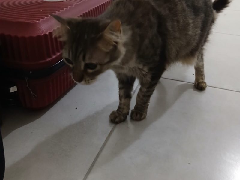 7 Gatos (Adoção Urgente)
