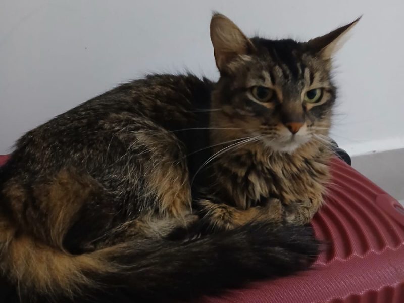 7 Gatos (Adoção Urgente)
