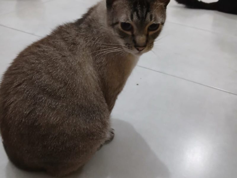 7 Gatos (Adoção Urgente)