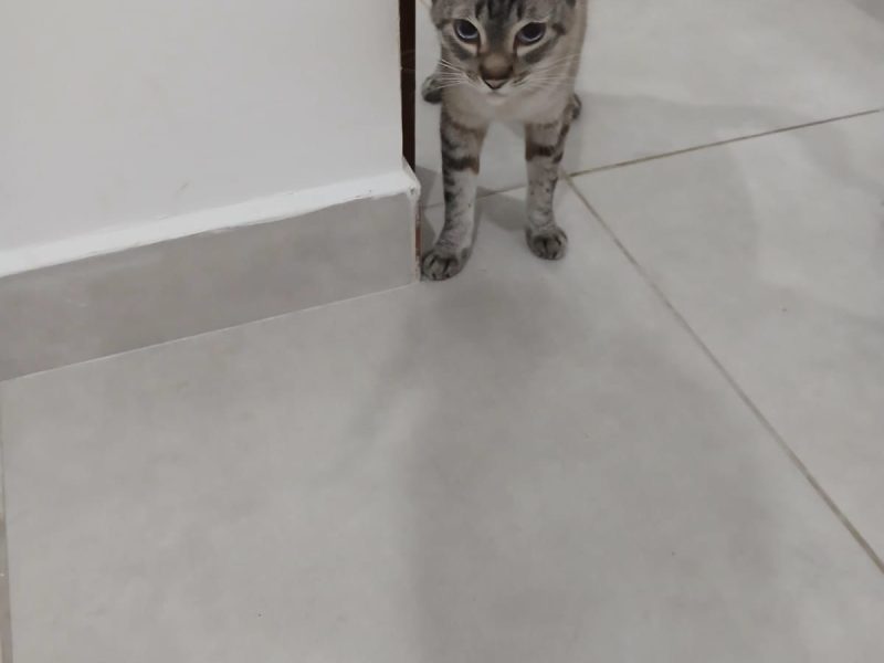 7 Gatos (Adoção Urgente)
