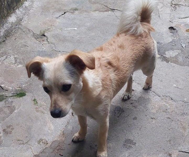 2 Cães (Adoção Urgente)
