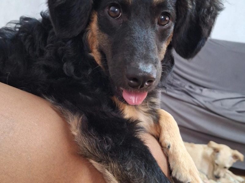 2 Cães (Adoção Urgente)