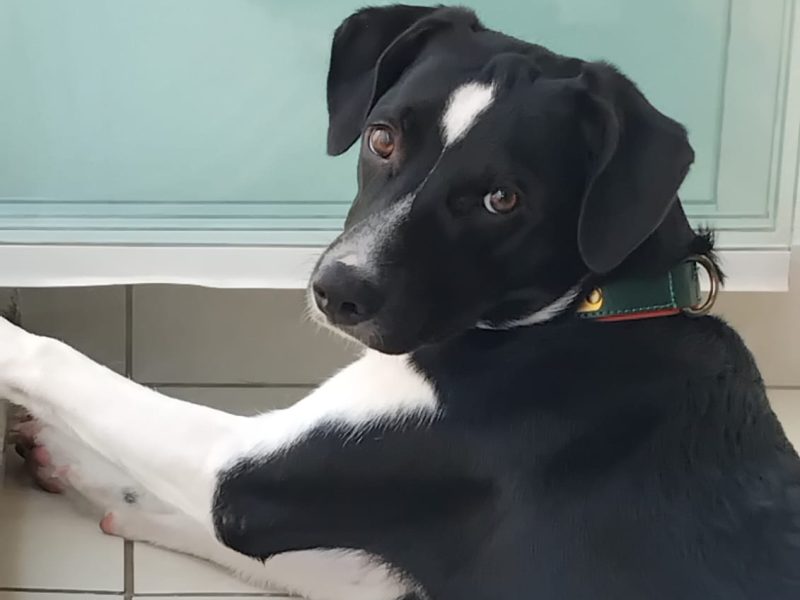 Lucky (Adoção Urgente)