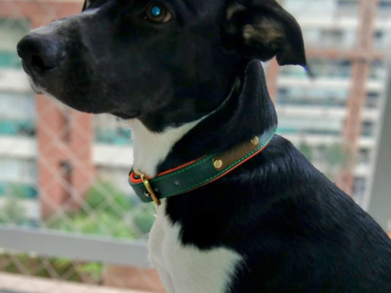 Lucky (Adoção Urgente)
