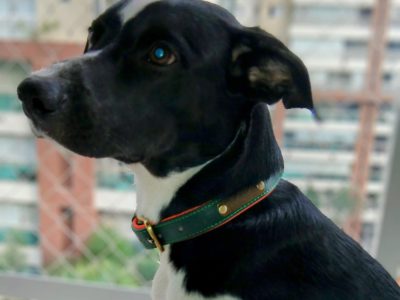 Lucky (Adoção Urgente)