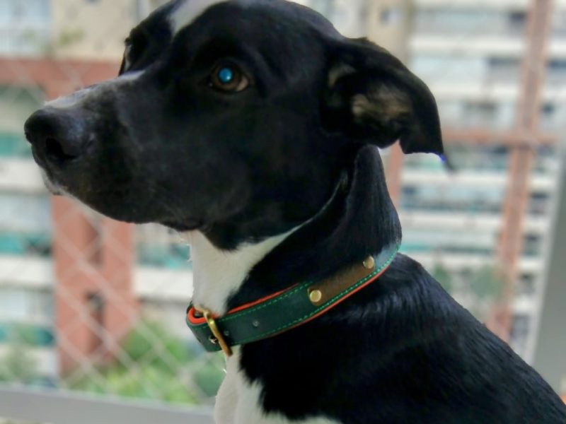 Lucky (Adoção Urgente)