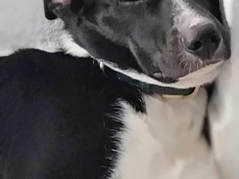 Lucky (Adoção Urgente)