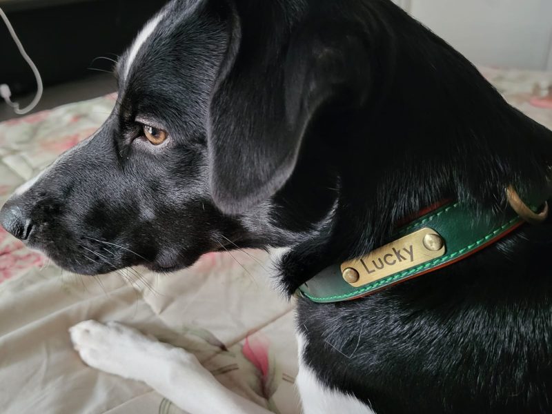 Lucky (Adoção Urgente)