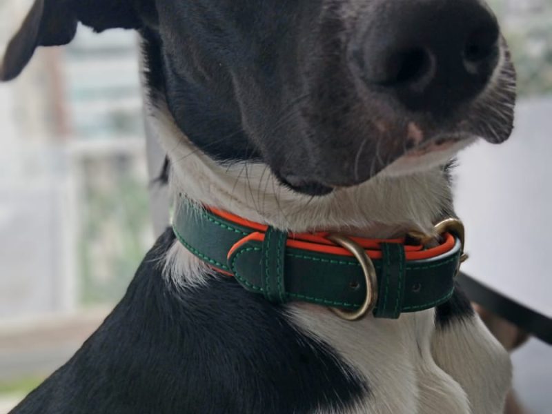 Lucky (Adoção Urgente)