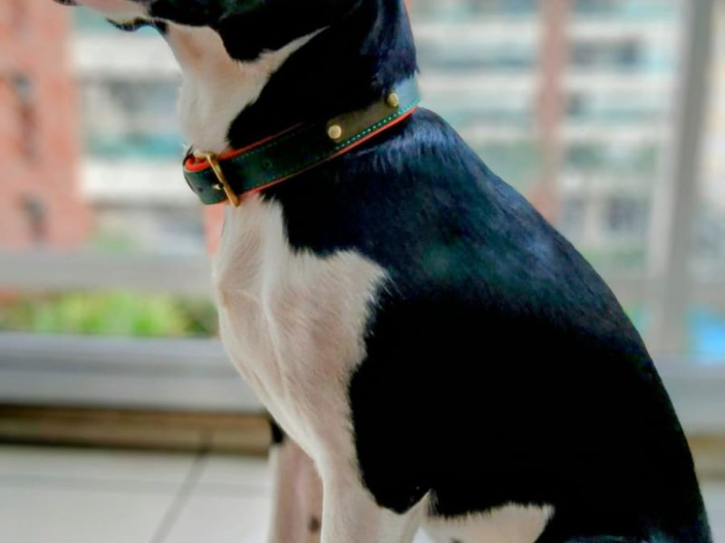 Lucky (Adoção Urgente)
