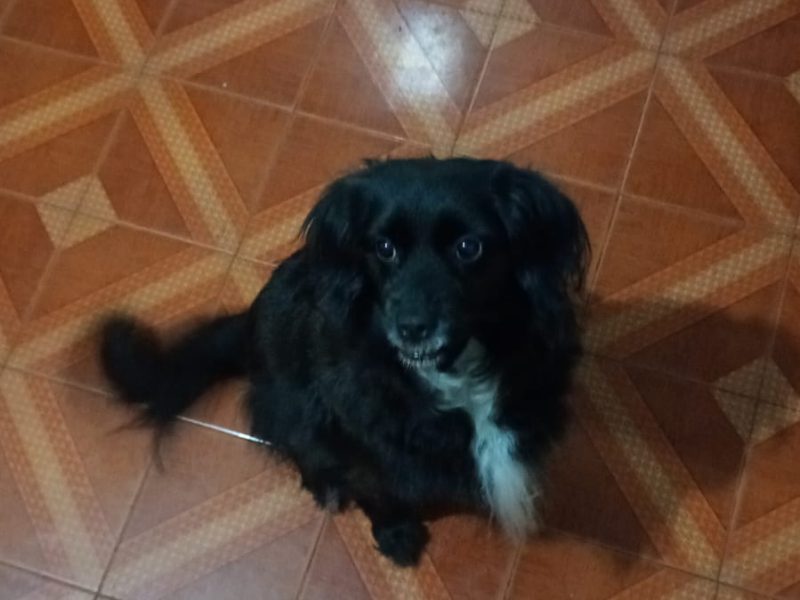 3 Cães (Adoção Urgente)