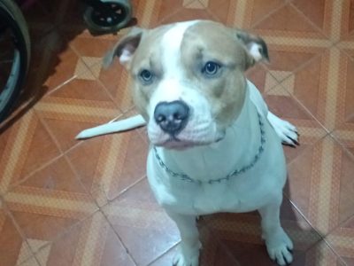 3 Cães (Adoção Urgente)