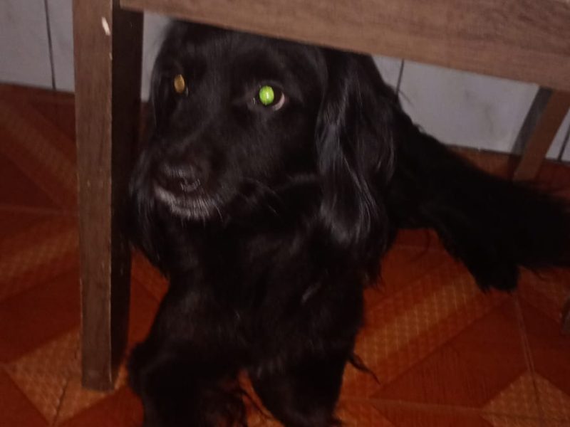 3 Cães (Adoção Urgente)