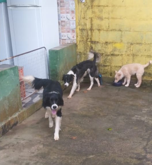 Apólo, Athena e Alexia (Adoção Urgente)