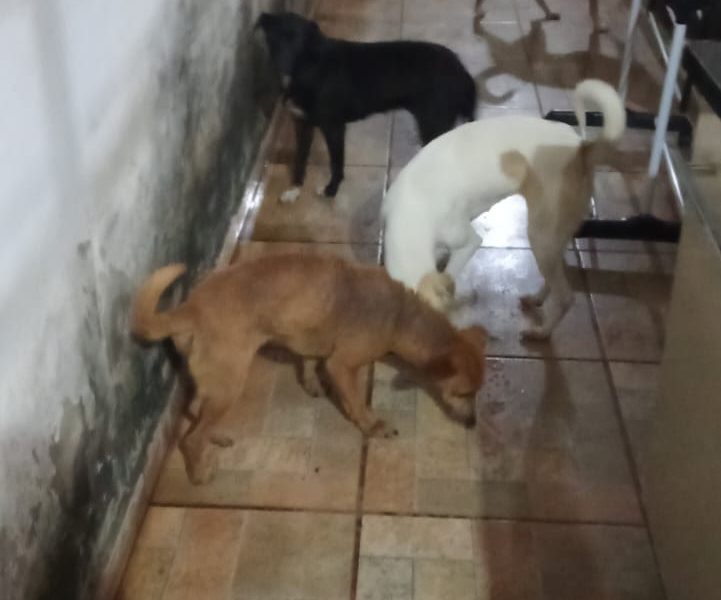 5 Cães (Adoção Urgente)