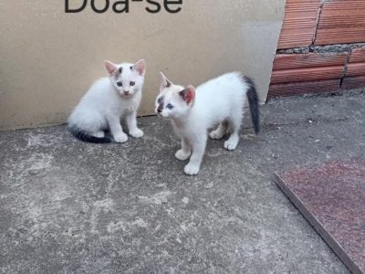 Filhotes (Adoção Urgente)