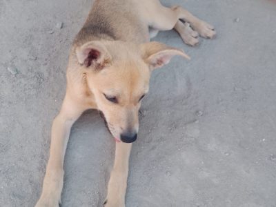 Piquena (Adoção Urgente)