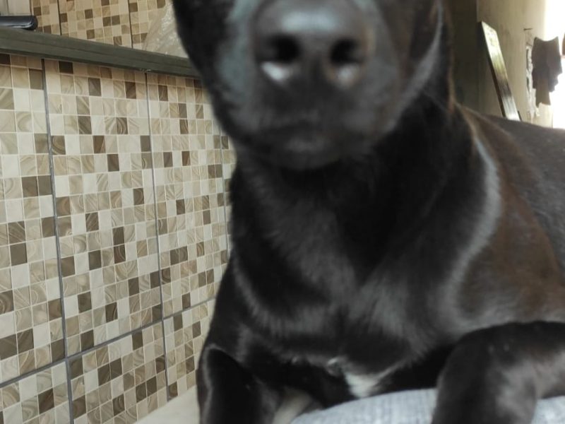 Layla (Adoção Urgente)
