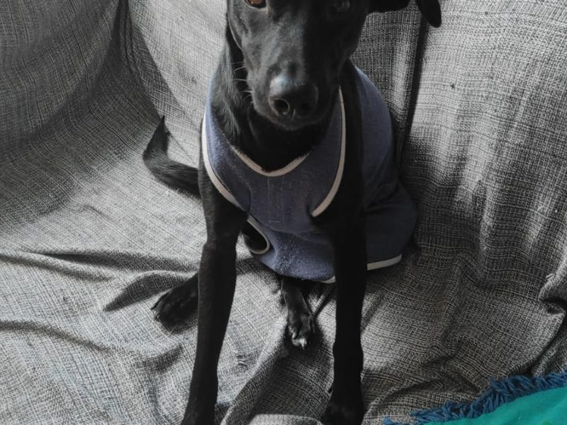 Layla (Adoção Urgente)