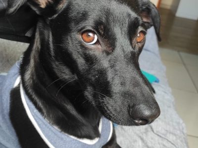 Layla (Adoção Urgente)