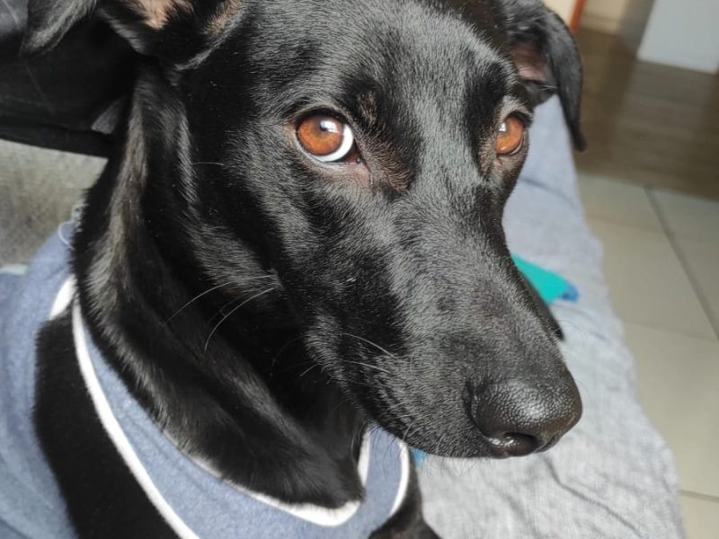 Layla (Adoção Urgente)