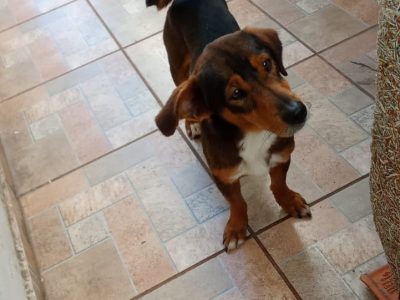 5 Cães (Adoção Urgente)