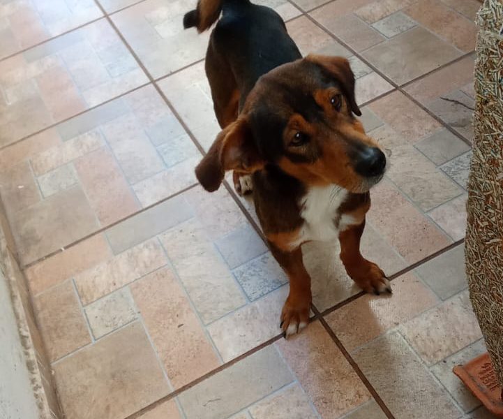 5 Cães (Adoção Urgente)