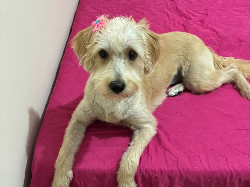 Millie (Adoção Urgente)