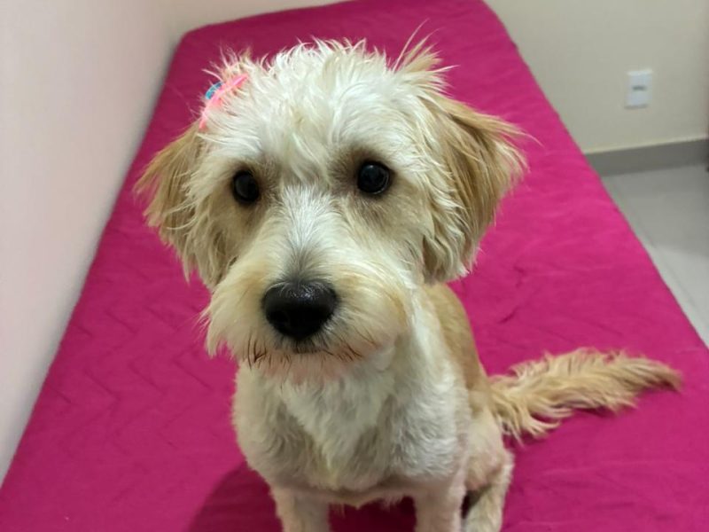 Millie (Adoção Urgente)