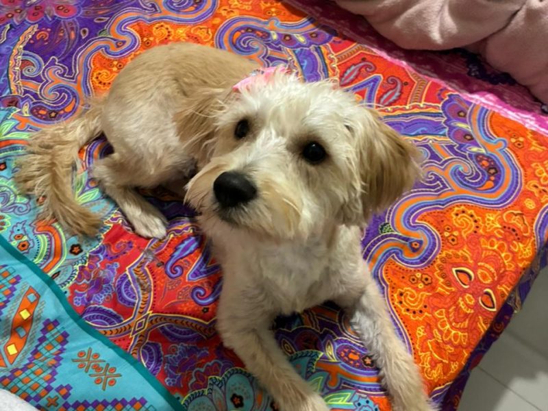 Millie (Adoção Urgente)