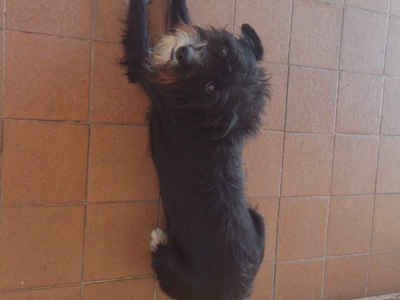 2 Cães (Adoção Urgente)