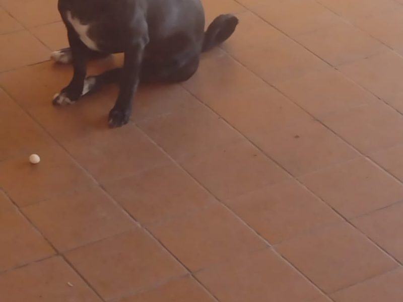 2 Cães (Adoção Urgente)
