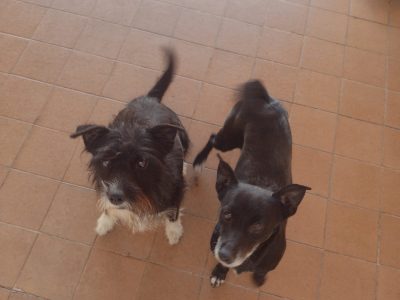 2 Cães (Adoção Urgente)