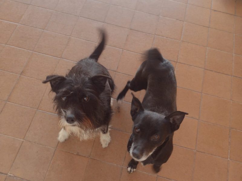 2 Cães (Adoção Urgente)