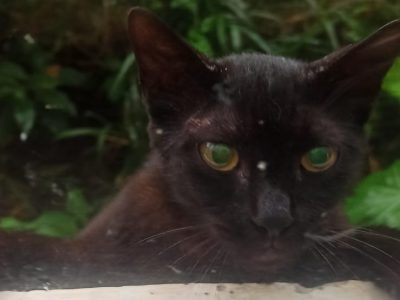 Porte P (Adoção Urgente)