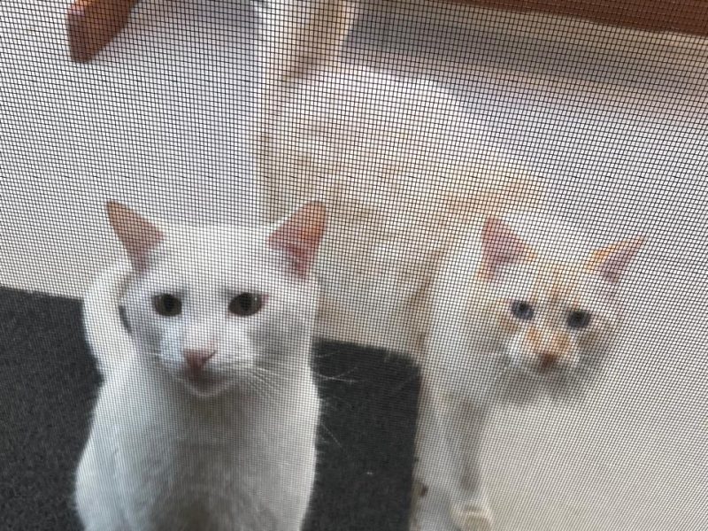 Marsh e Melo (Adoção Urgente)