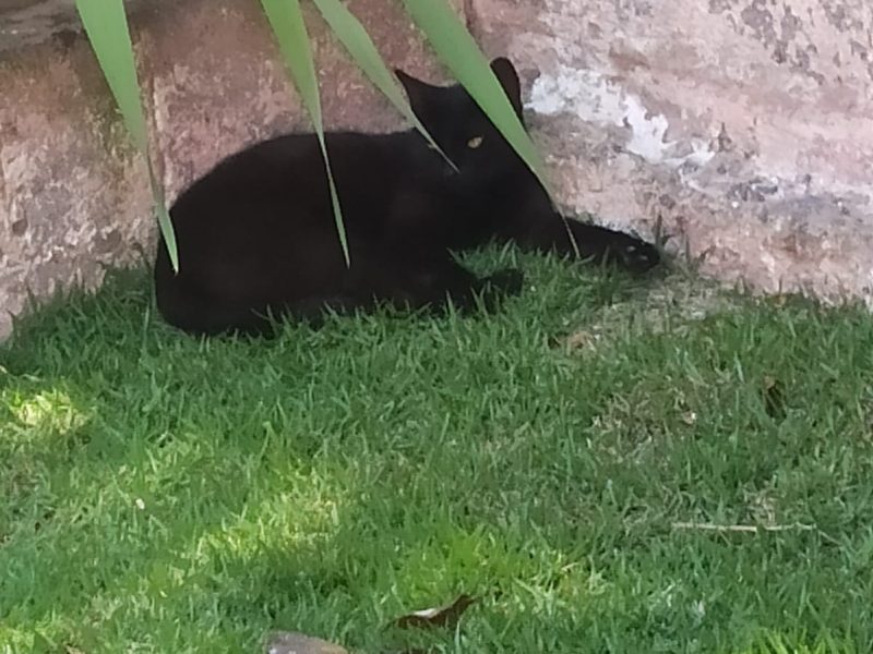 Frida, Mestre, Lady e Naksu (Adoção Urgente)