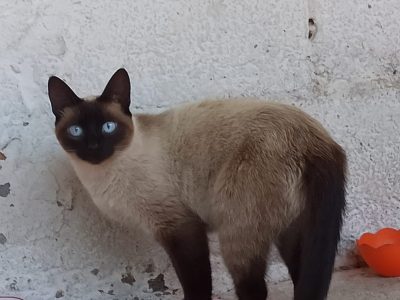 Frida, Mestre, Lady e Naksu (Adoção Urgente)